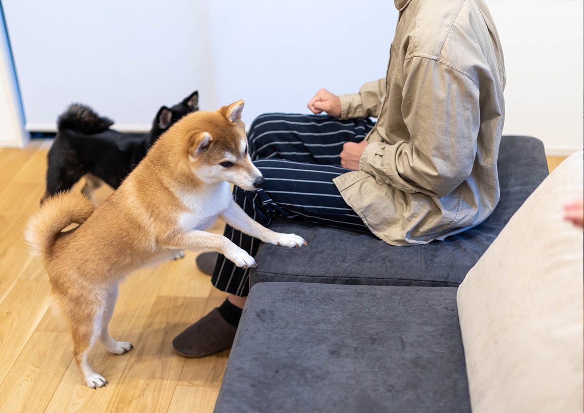 ADRS カーラ ソファ ペット対応生地