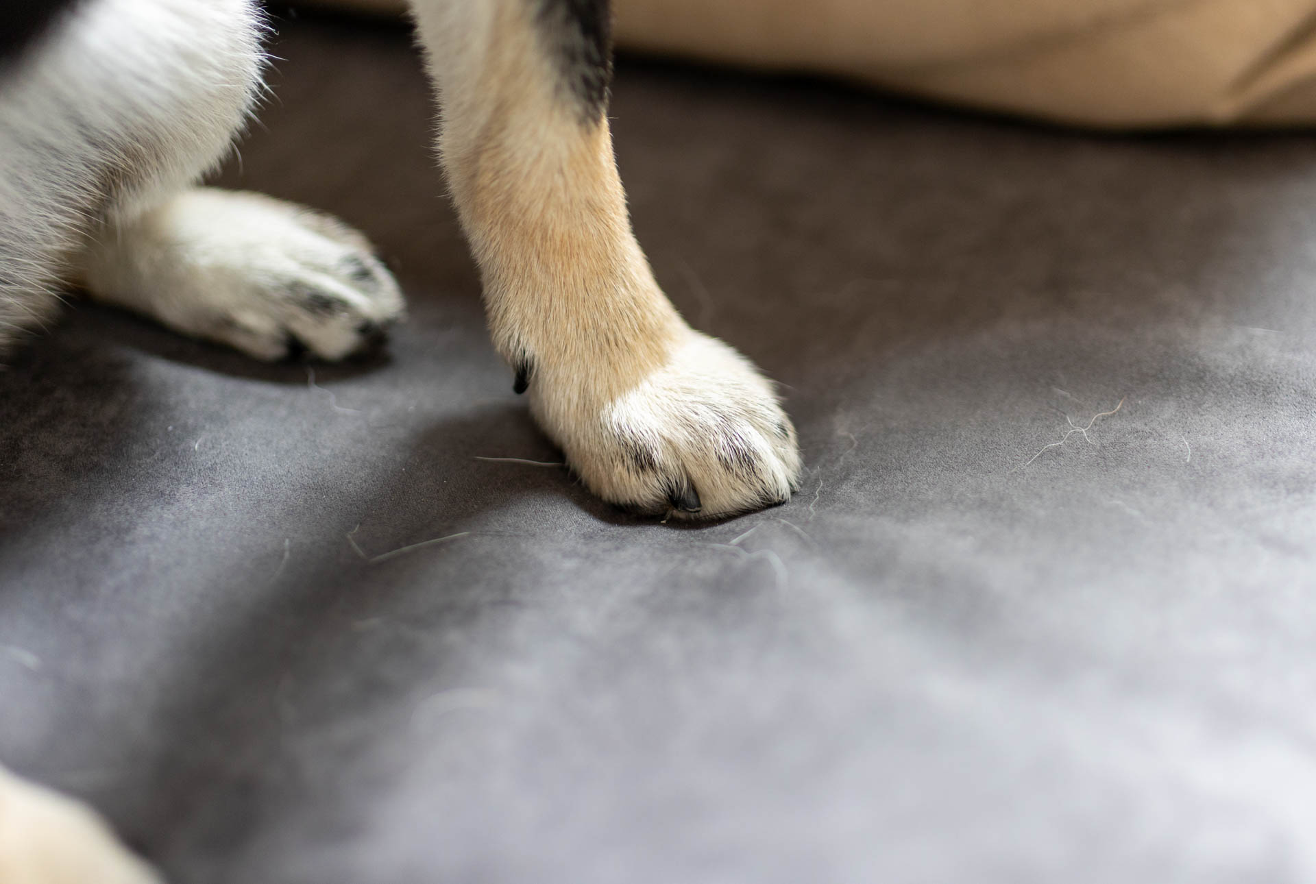 ADRS カーラ ソファ ペット対応生地