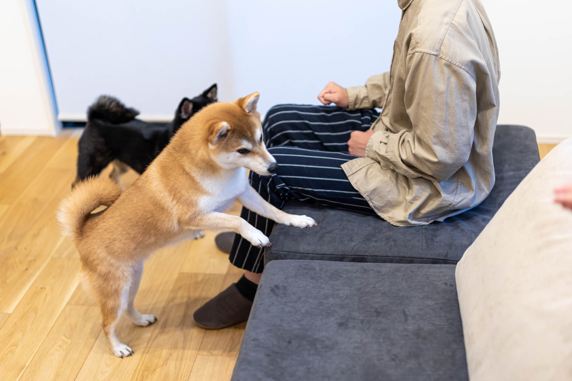 ADRS カーラ ソファ ペット対応生地