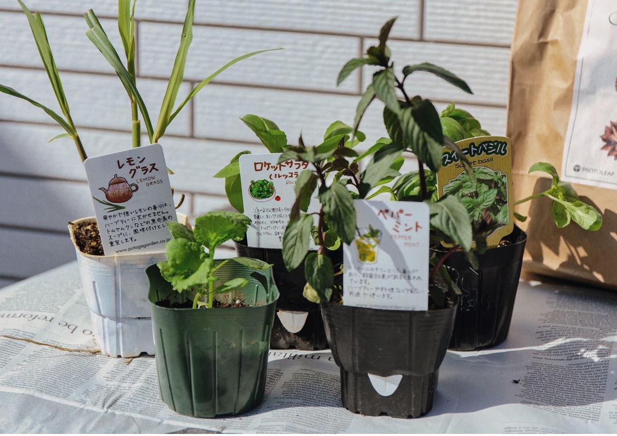 お家時間を楽しめる プランターで気軽に育てるハーブの種類と育て方